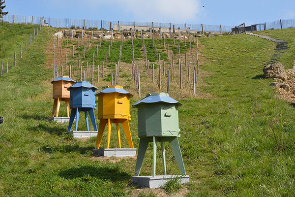 Champagne PANNIER continues its eco-responsible approach and installs beehives on its site!